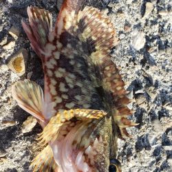 アジ探し@下津周辺