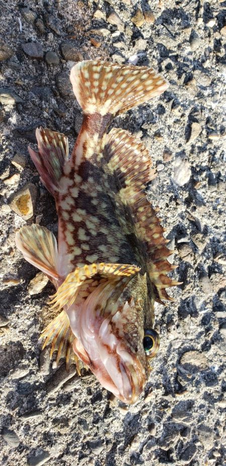 アジ探し@下津周辺