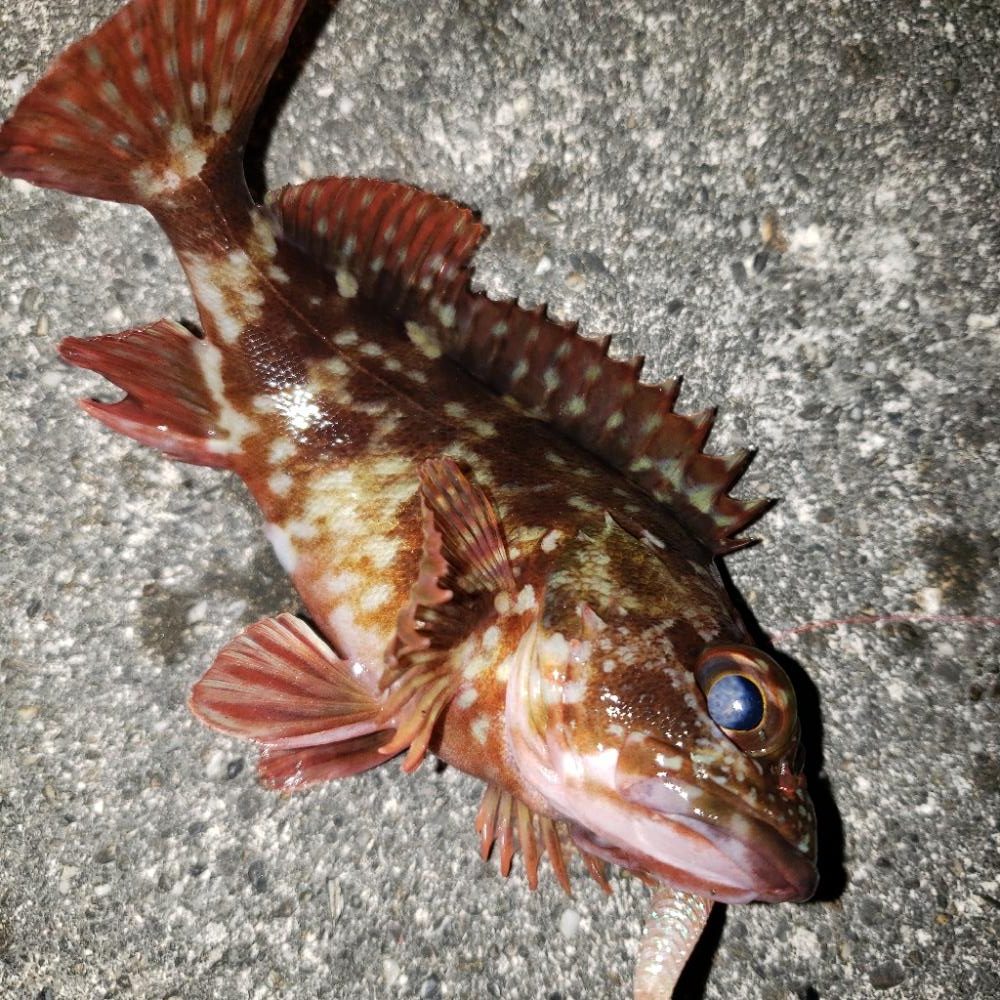 癒し系の穴釣り！