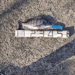 12/31大晦日釣果