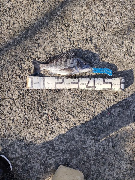 12/31大晦日釣果