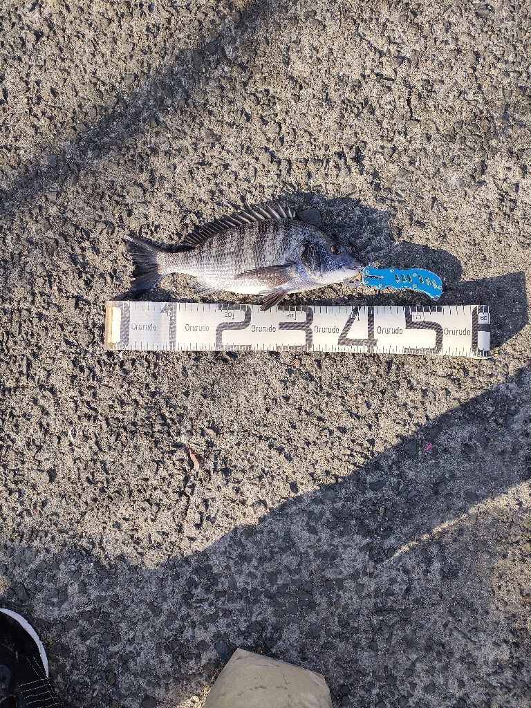 12/31大晦日釣果