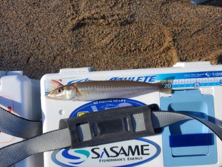 久々に敦賀でキス釣り