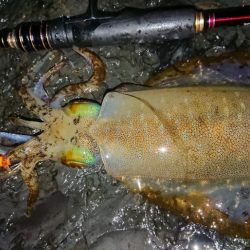 雨エギングIN対馬