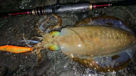 雨エギングIN対馬