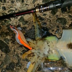 ナイトエギングIN対馬