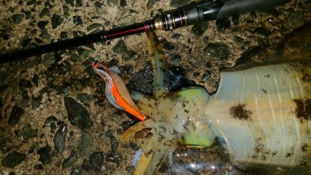 ナイトエギングIN対馬