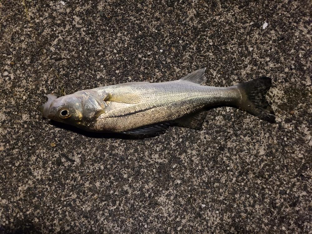 釣り初め