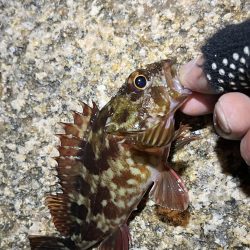 おNEWロッドでガシリング