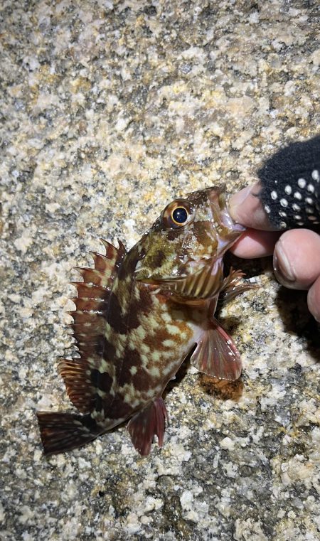 おNEWロッドでガシリング