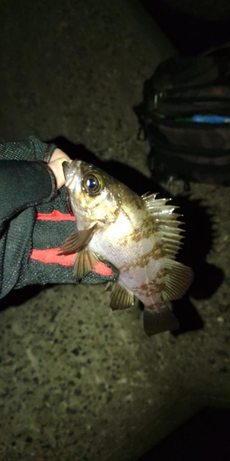 フロートゲーム～