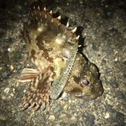 ボトムずる引きでガシラ釣り