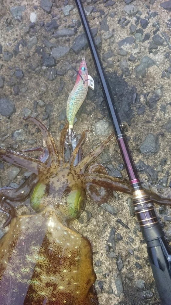 ナイトエギングIN対馬