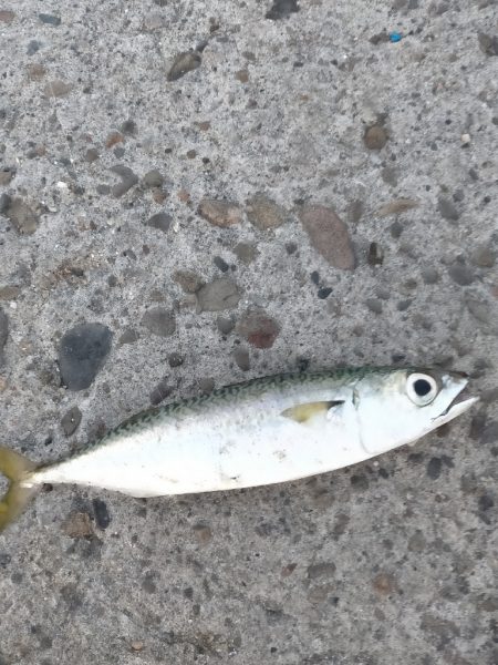 ライトゲーム釣行