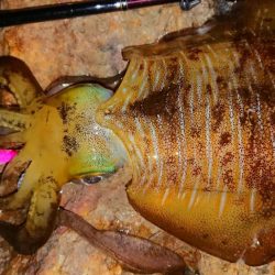 地磯エギングIN対馬