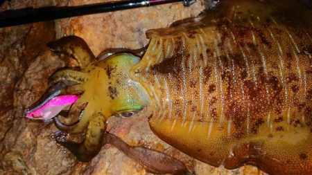 地磯エギングIN対馬