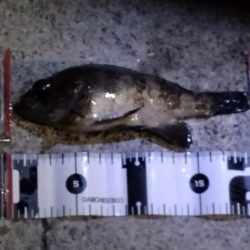 フロートメバリング