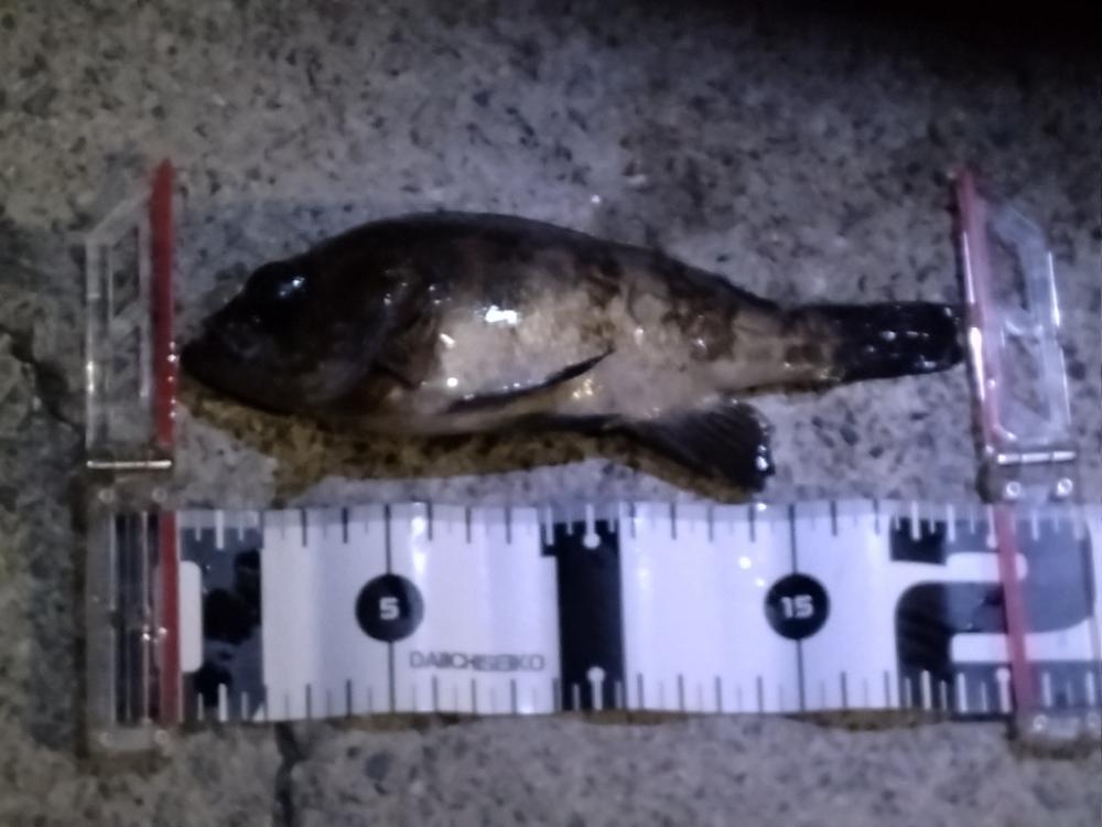 フロートメバリング