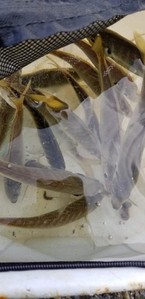 下津は尺アジ大漁でした！