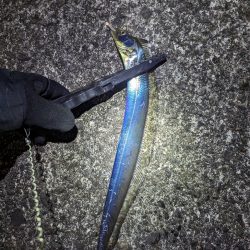 陸っぱり釣行記