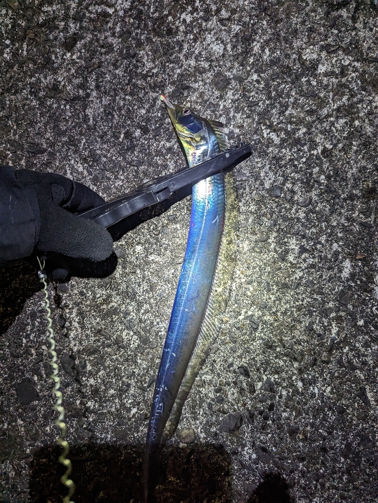 陸っぱり釣行記