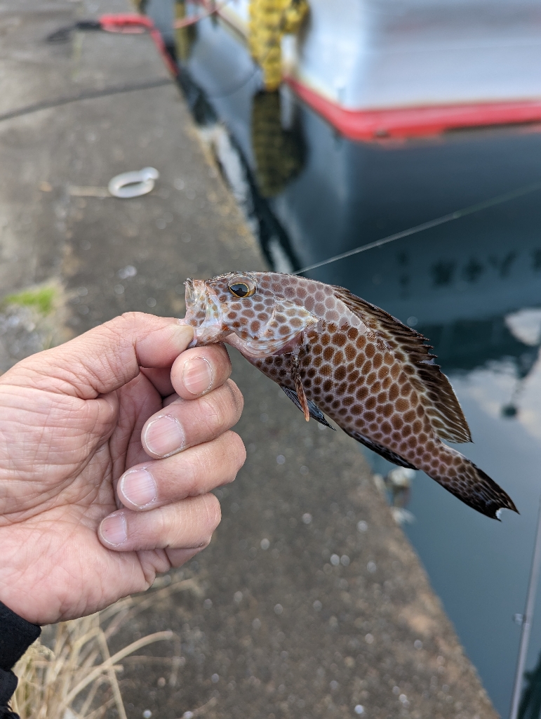 陸っぱり釣行記