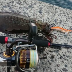 帰省エギングIN桜島