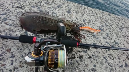 帰省エギングIN桜島