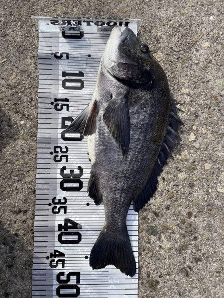 イチノ兄弟（兄）釣果！