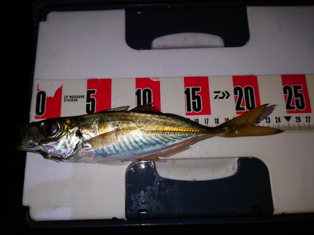 ２０２２初釣り