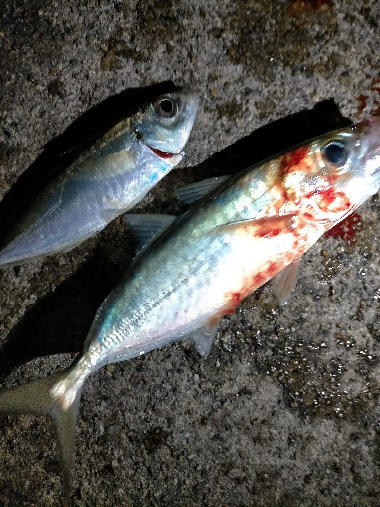 無限に釣れました。