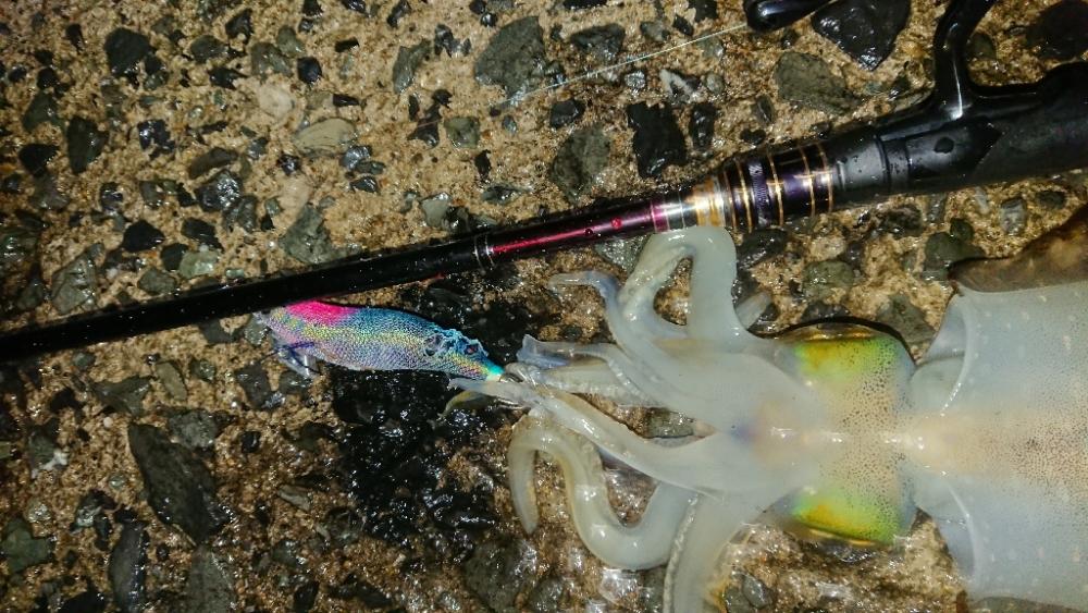 雨エギングIN対馬