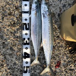 今年2回目釣行で初フィッシュ