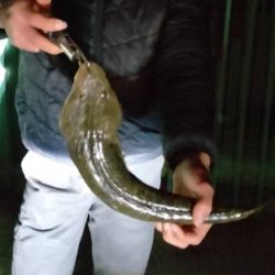 フラット狙いでマゴチ