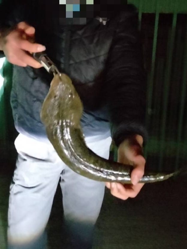 フラット狙いでマゴチ