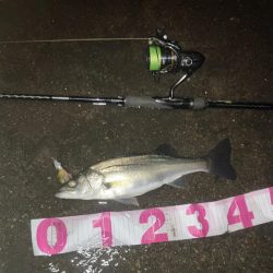 2023年初チーバス