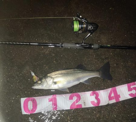 2023年初チーバス