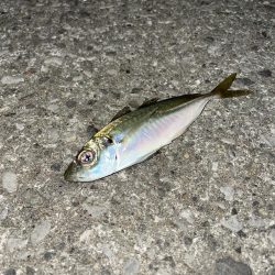 2023年釣りはじめ