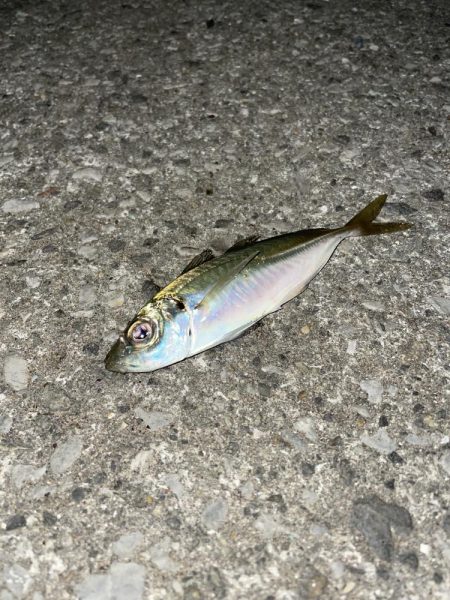 2023年釣りはじめ