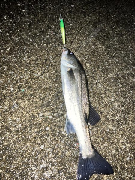 2023年第1号は雨の中の価値ある1匹