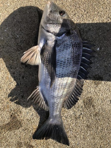 イチノ兄弟(兄)釣果!