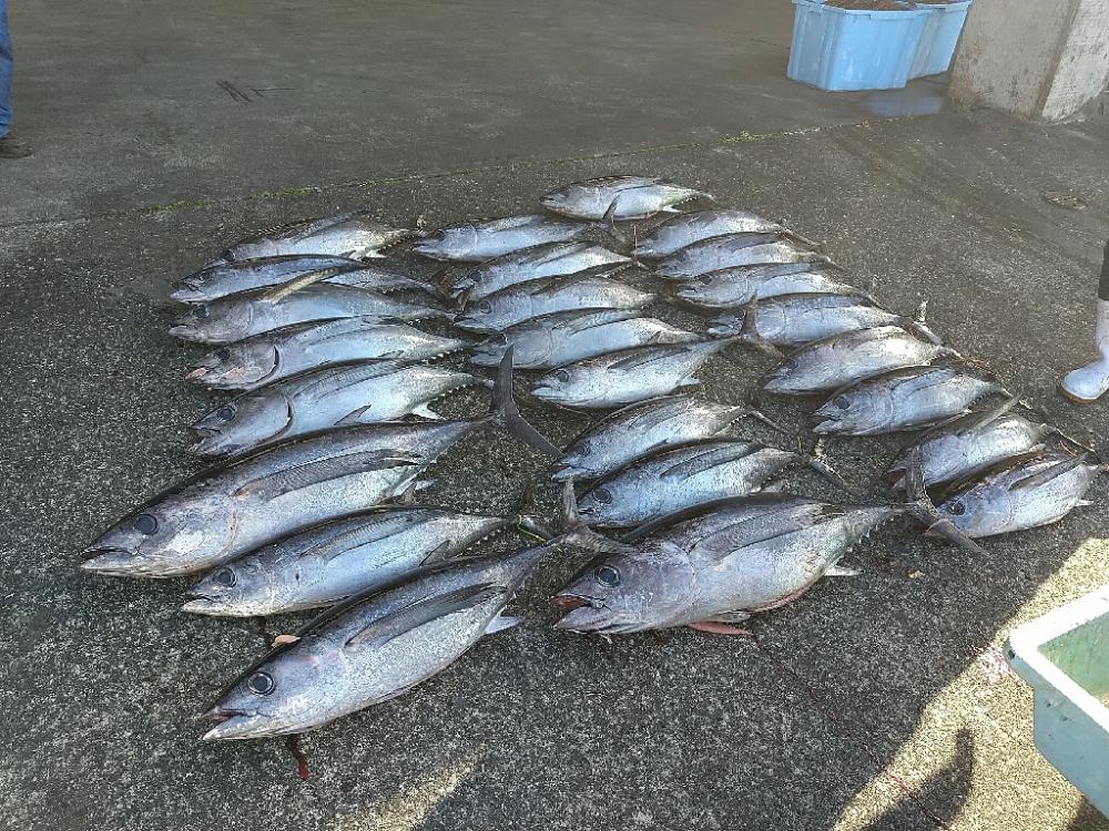 トンボジギング