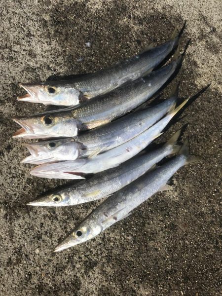 ダイソーメタルジグでカマス6匹GET