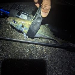 陸っぱり釣行記