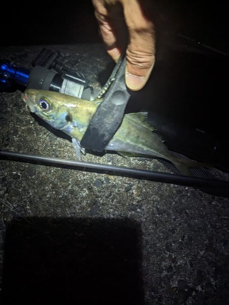 陸っぱり釣行記