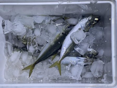 初釣り　淡路島