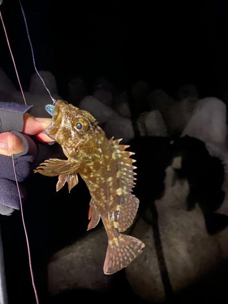 今年初ガッシー