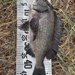 イチノ兄弟（兄）釣果！