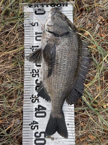 イチノ兄弟（兄）釣果！