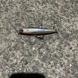 シーバス 40cm位